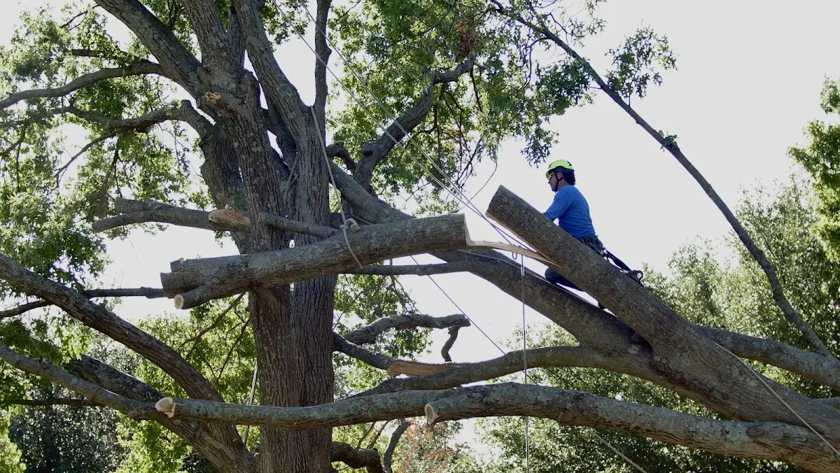 Professional Crown Thinning performed by certified arborists in Longton